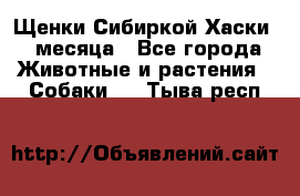 Щенки Сибиркой Хаски 2 месяца - Все города Животные и растения » Собаки   . Тыва респ.